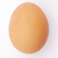 egg