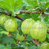 Gooseberry