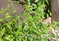 Andrographis paniculata medicinal uses 