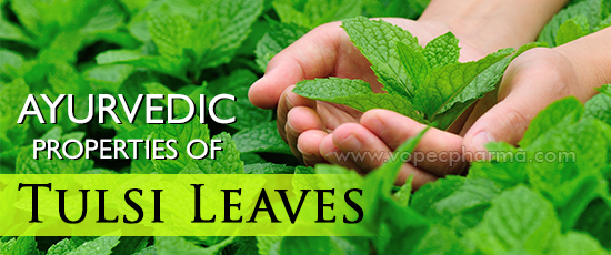 Ayurvedic Properties of Tulsi Leaves