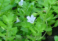 Bacopa monnieri Herb for Memory Function