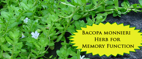 Bacopa monnieri Herb for Memory Function