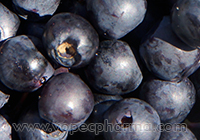 Blueberry Juice May Boost Memory
