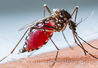   Dengue Fever Treatment