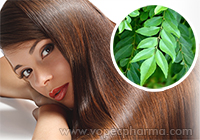 How to Use Curry Leaves for Hair Care