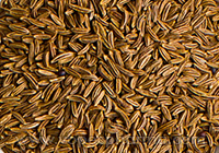 Medicinal Properties of Jeera or Cumin Seeds