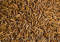 Jeera or Cumin Seedss