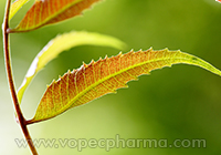 The Medicinal Properties of Neem