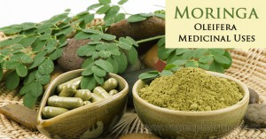 moringa-oleifera-medicinal-uses