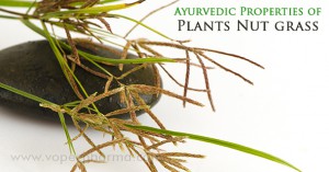 ayurvedic-properties-of-plants-nut-grass