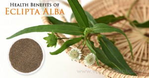 Health-Benefits-of-Eclipta-Alba