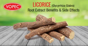 Licorice Root