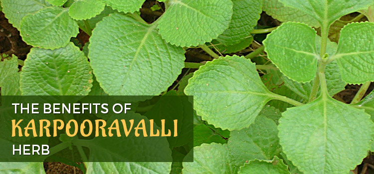 karpoorravalli-Herb