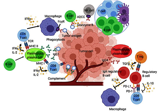 AB001 B Cell-centric & T Cell Augmentation