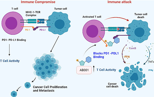 AB001 PD1/PDL1 Inhibition