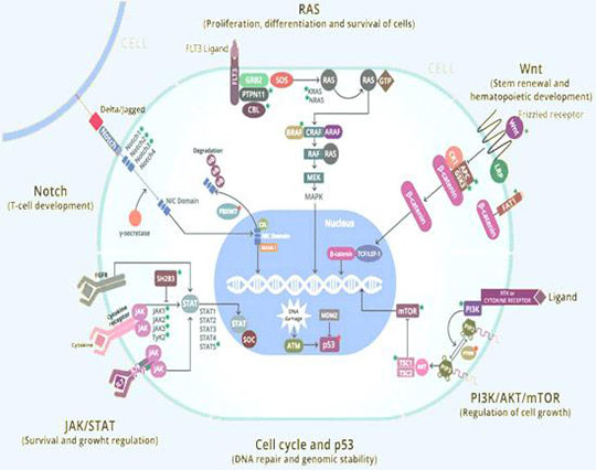 Pathways Inhibited by AB001