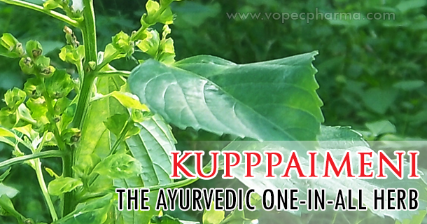 Kupppaimeni – The Ayurvedic One in All Herb | Vopecpharma Blogs