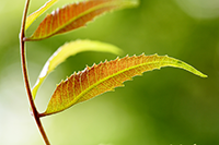 neem leaves