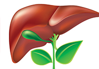 Ayurveda liver care